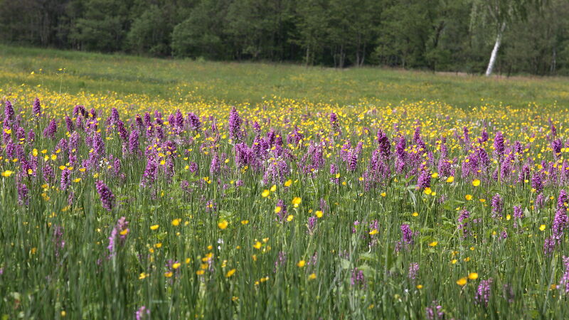 Imagebild: Naturschutzzentrum Zittauer Gebirge gGmbH